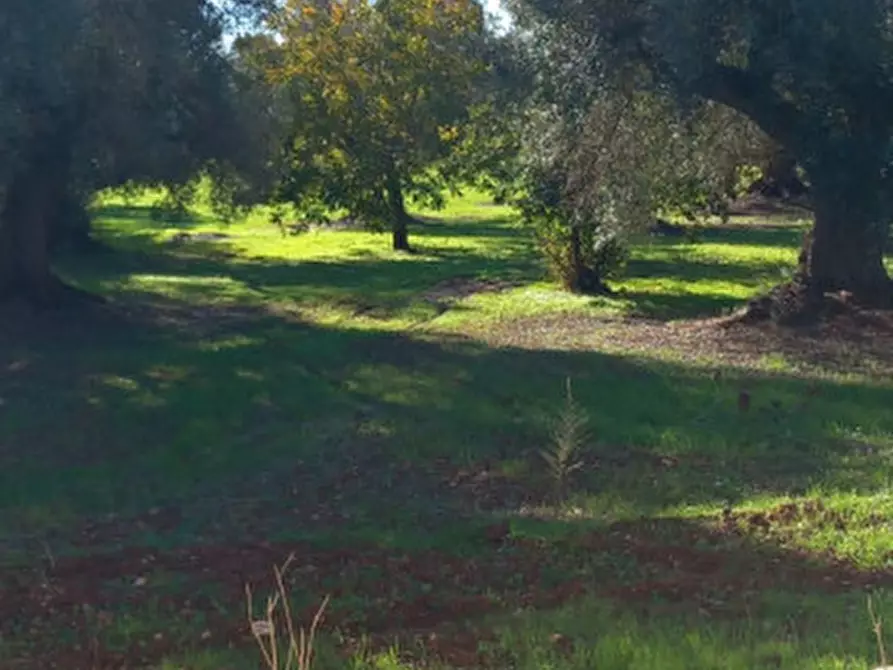 Immagine 11 di Rustico / casale in vendita  in C.da Arrighi a Carovigno