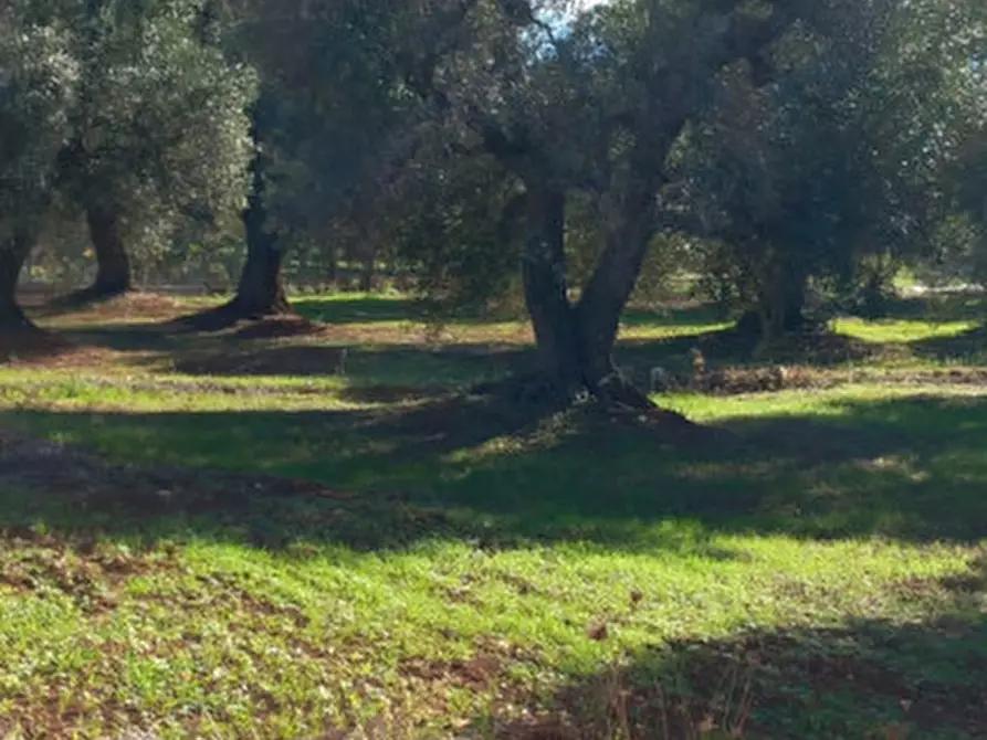 Immagine 12 di Rustico / casale in vendita  in C.da Arrighi a Carovigno