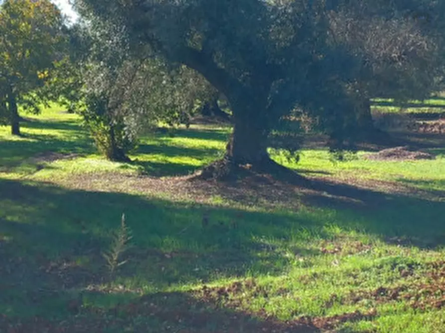 Immagine 13 di Rustico / casale in vendita  in C.da Arrighi a Carovigno