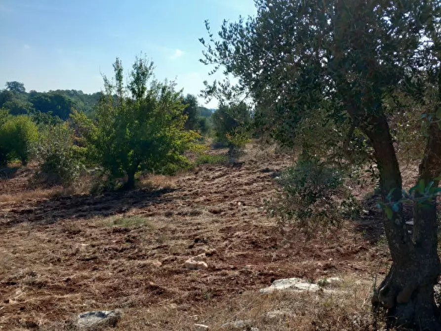 Immagine 3 di Terreno in vendita  in C.da Monte Marcucci a Ceglie Messapico