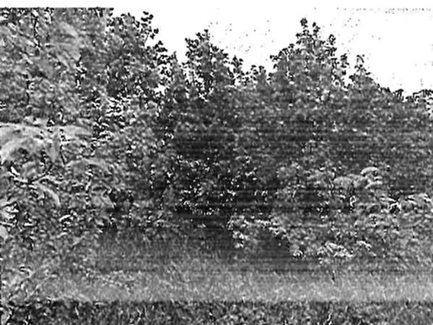 Immagine 1 di Terreno in vendita  in STRADA STATALE 16 a Polesella