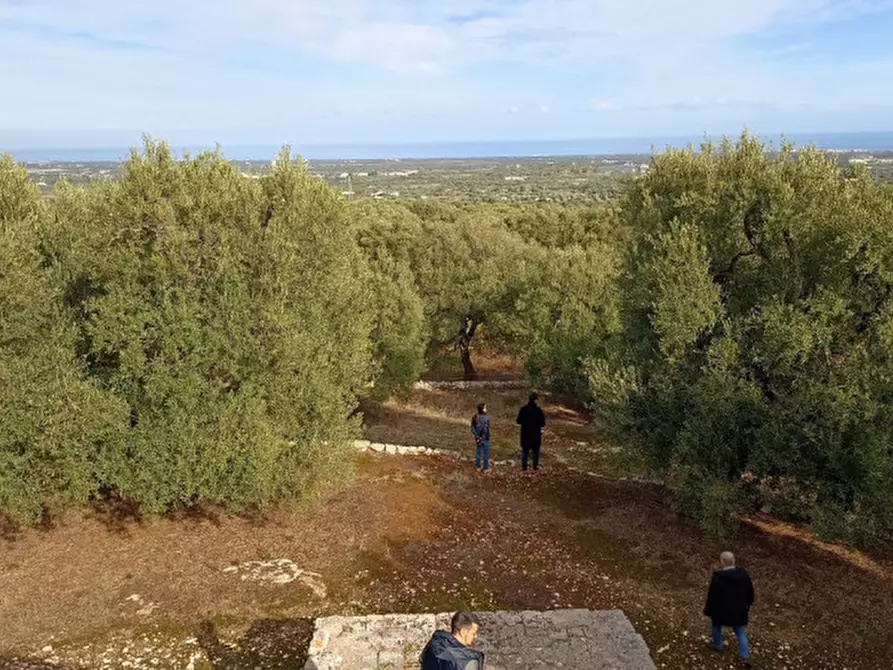 Immagine 22 di Rustico / casale in vendita  a Fasano