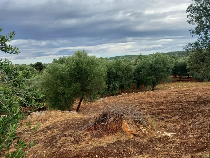 Immagine 6 di Rustico / casale in vendita  in C.da Vallegna a Ostuni