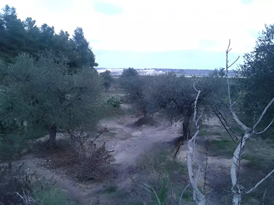 Immagine 23 di Attività commerciale in vendita  in SP3 a Montescaglioso