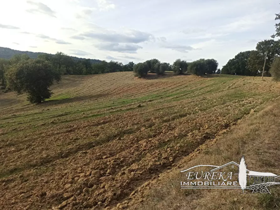 Immagine 42 di Rustico / casale in vendita  in sp 321 a Cetona