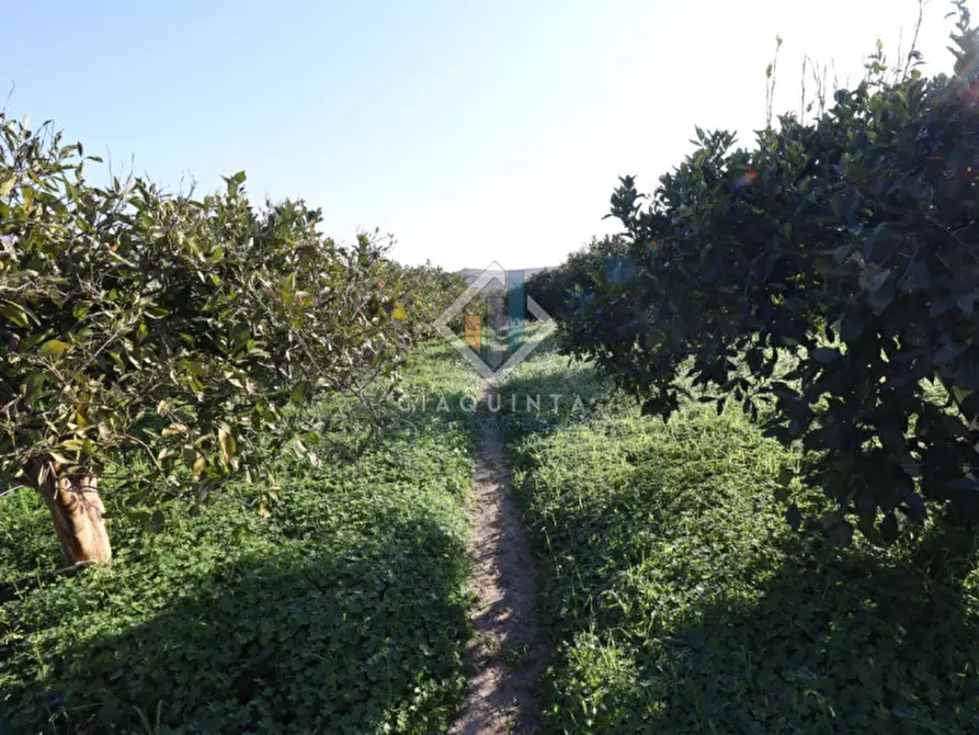 Immagine 1 di Terreno in vendita  in c.da Mongialino snc a Mineo