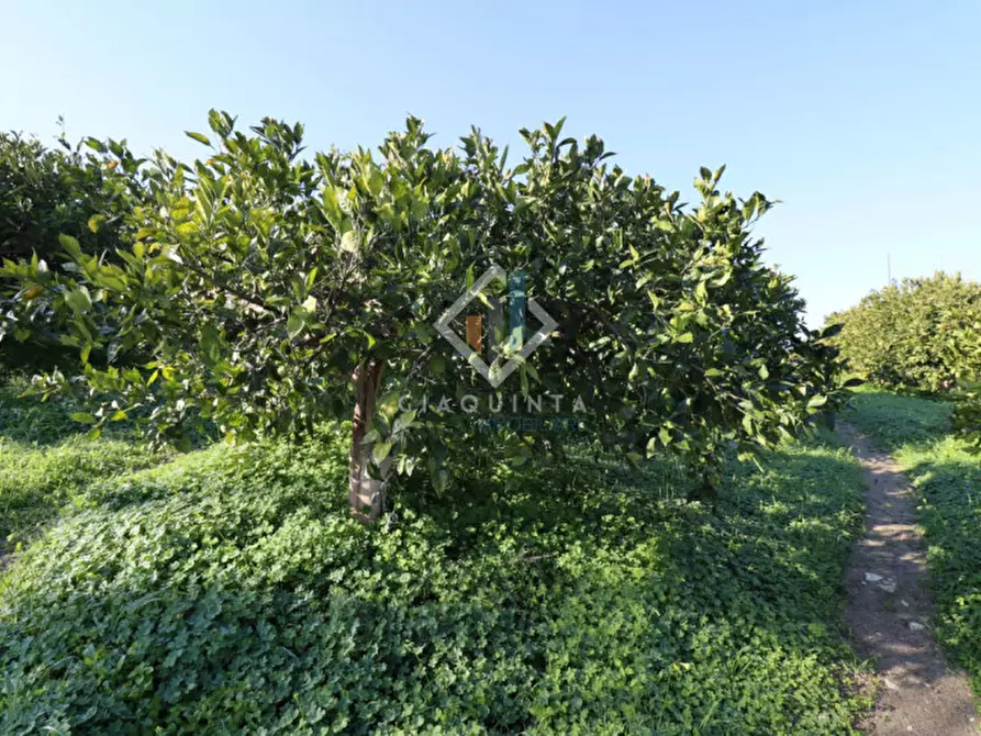 Immagine 2 di Terreno in vendita  in c.da Mongialino snc a Mineo