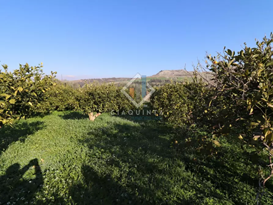 Immagine 3 di Terreno in vendita  in c.da Mongialino snc a Mineo