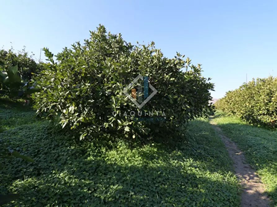 Immagine 4 di Terreno in vendita  in c.da Mongialino snc a Mineo