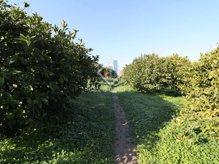 Immagine 5 di Terreno in vendita  in c.da Mongialino snc a Mineo