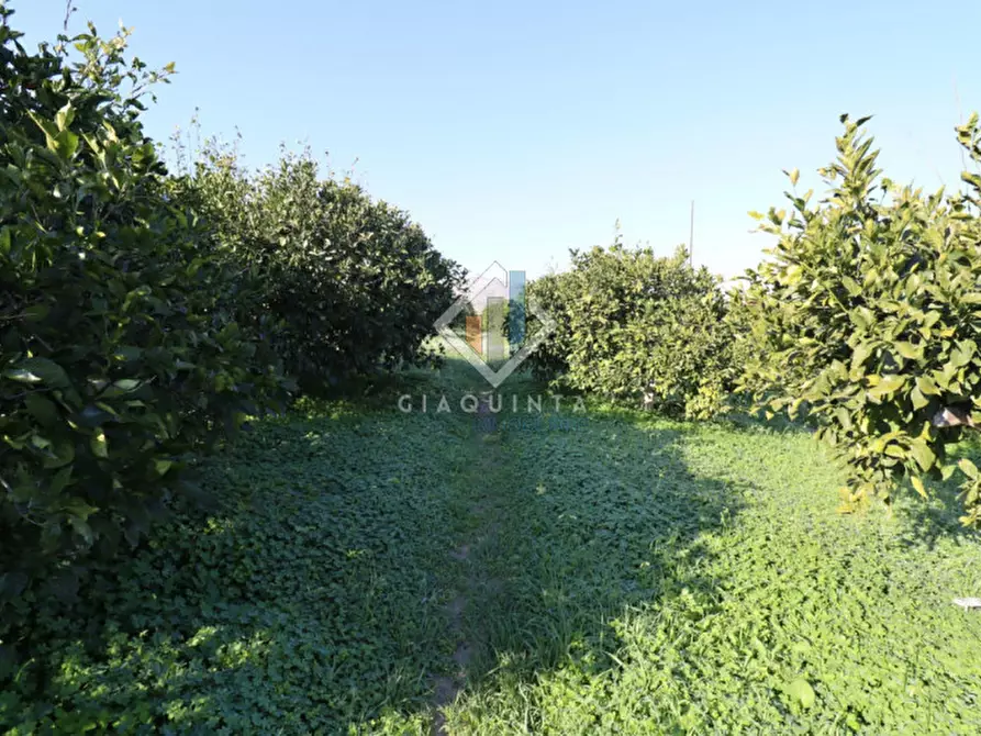 Immagine 6 di Terreno in vendita  in c.da Mongialino snc a Mineo