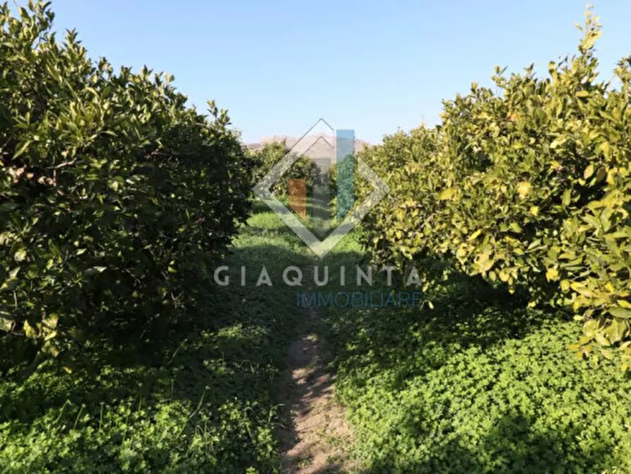 Immagine 9 di Terreno in vendita  in c.da Mongialino snc a Mineo