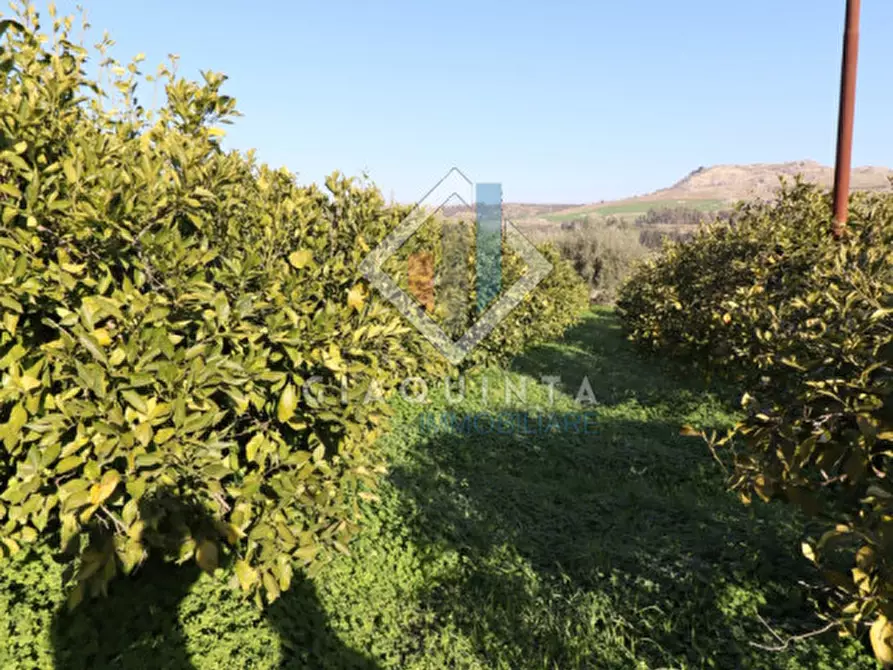 Immagine 10 di Terreno in vendita  in c.da Mongialino snc a Mineo