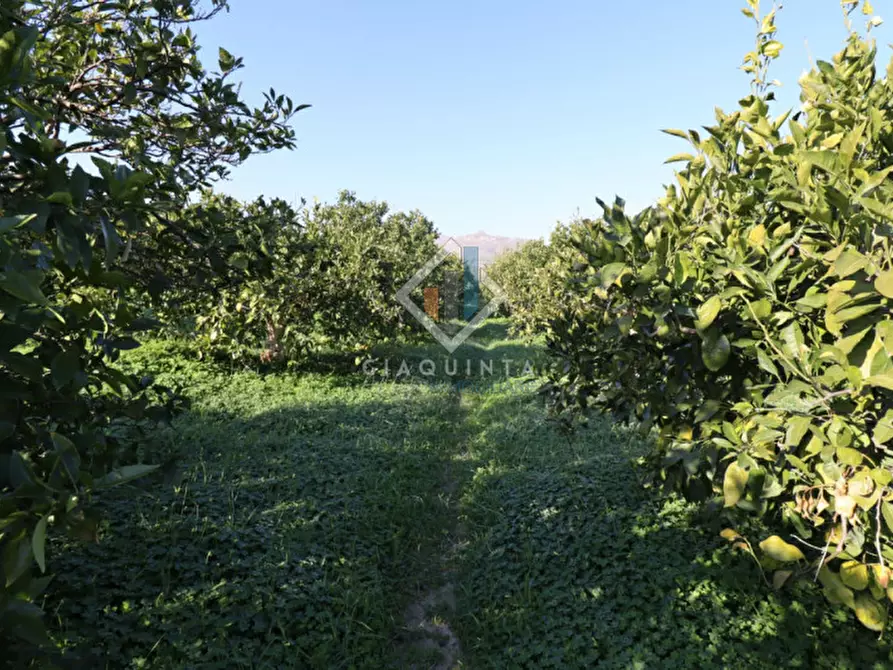 Immagine 11 di Terreno in vendita  in c.da Mongialino snc a Mineo
