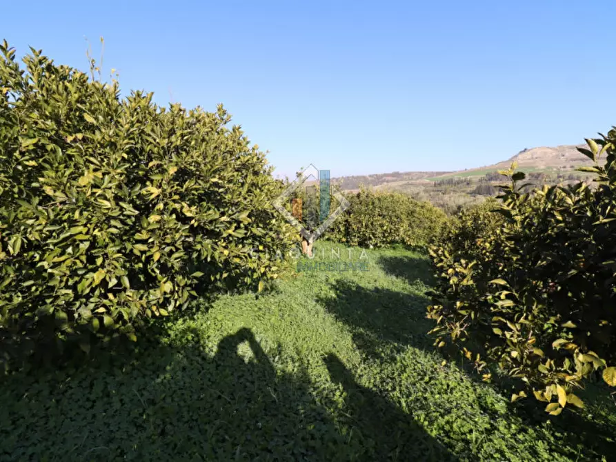Immagine 12 di Terreno in vendita  in c.da Mongialino snc a Mineo
