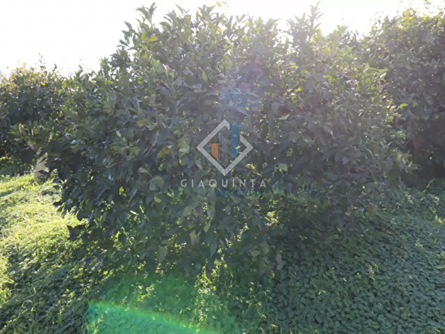 Immagine 13 di Terreno in vendita  in c.da Mongialino snc a Mineo