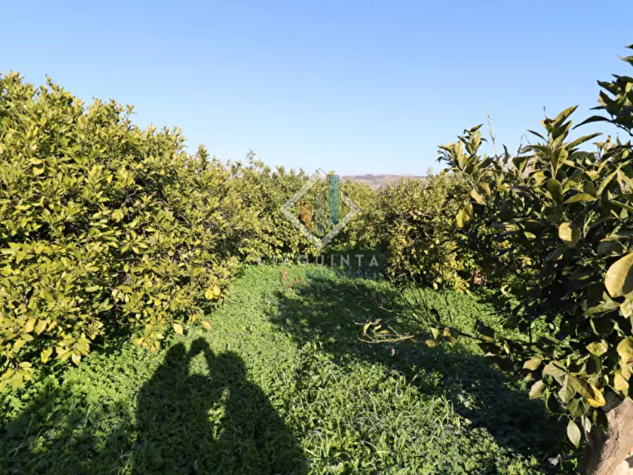 Immagine 17 di Terreno in vendita  in c.da Mongialino snc a Mineo