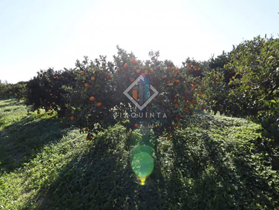 Immagine 18 di Terreno in vendita  in c.da Mongialino snc a Mineo