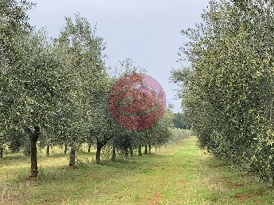 Immagine 1 di Terreno in vendita  a Santarcangelo Di Romagna