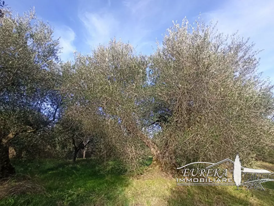 Immagine 2 di Terreno in vendita  in gioiella a Castiglione Del Lago