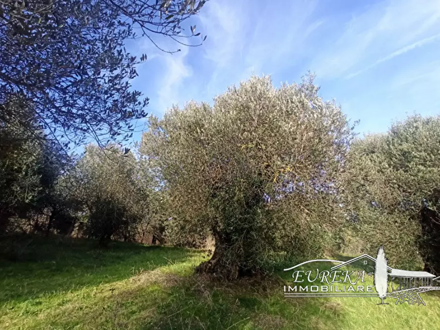 Immagine 3 di Terreno in vendita  in gioiella a Castiglione Del Lago
