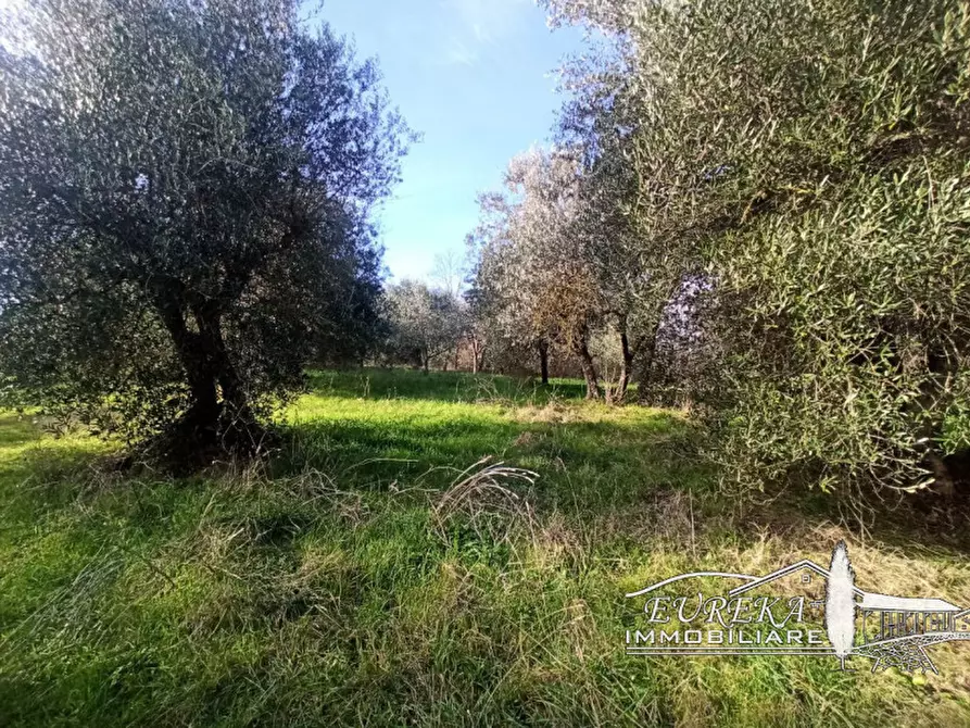 Immagine 4 di Terreno in vendita  in gioiella a Castiglione Del Lago
