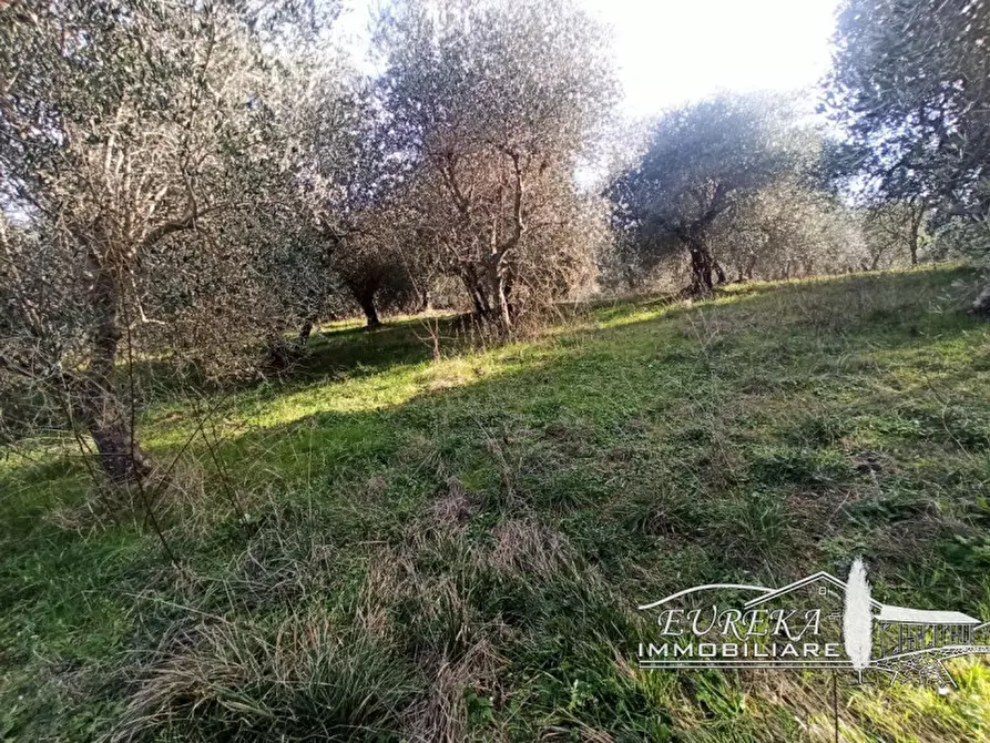 Immagine 7 di Terreno in vendita  in gioiella a Castiglione Del Lago