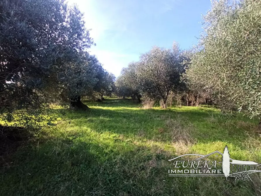 Immagine 9 di Terreno in vendita  in gioiella a Castiglione Del Lago