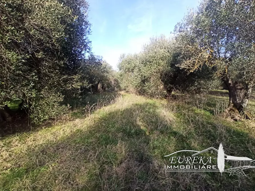 Immagine 10 di Terreno in vendita  in gioiella a Castiglione Del Lago