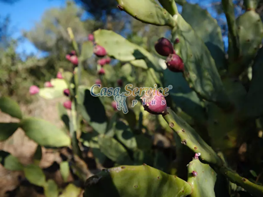 Immagine 29 di Rustico / casale in vendita  in Via La Guardia a Sannicola