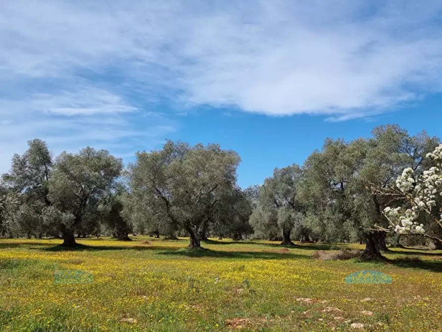 Immagine 34 di Rustico / casale in vendita  in Contrada Circiello a Ceglie Messapico