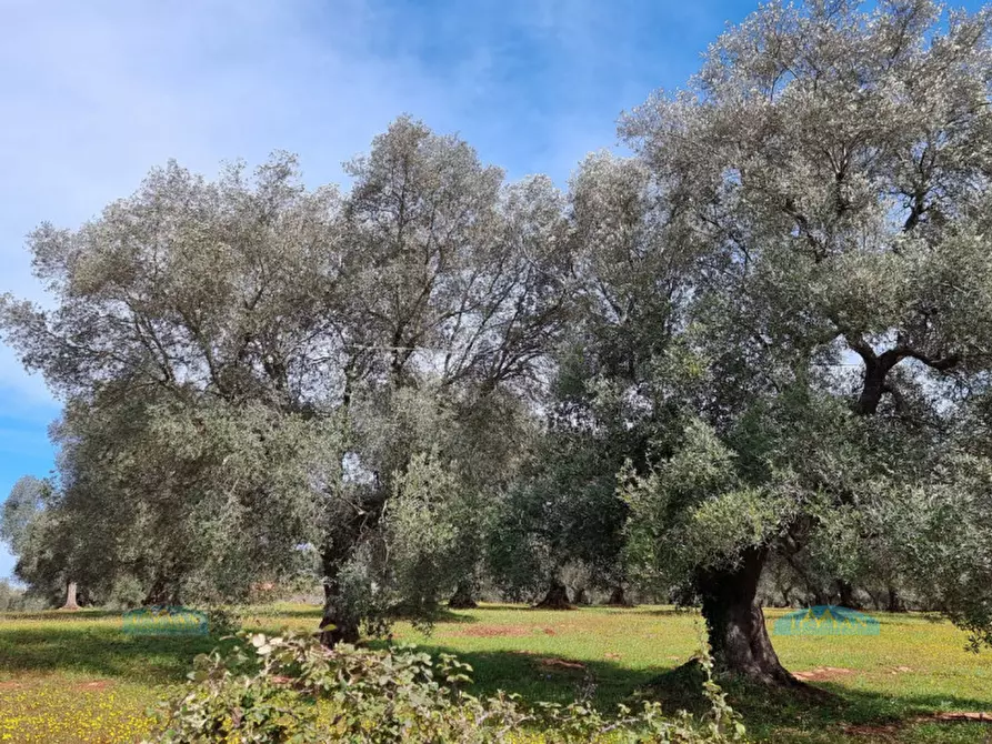 Immagine 36 di Rustico / casale in vendita  in Contrada Circiello a Ceglie Messapico