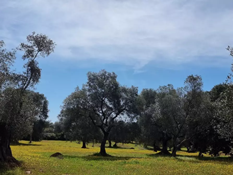 Immagine 45 di Rustico / casale in vendita  in Contrada Circiello a Ceglie Messapico