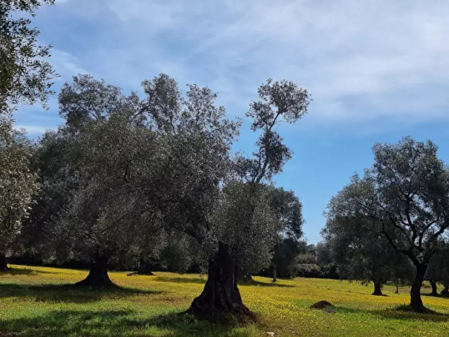 Immagine 46 di Rustico / casale in vendita  in Contrada Circiello a Ceglie Messapico