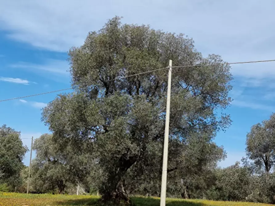 Immagine 47 di Rustico / casale in vendita  in Contrada Circiello a Ceglie Messapico
