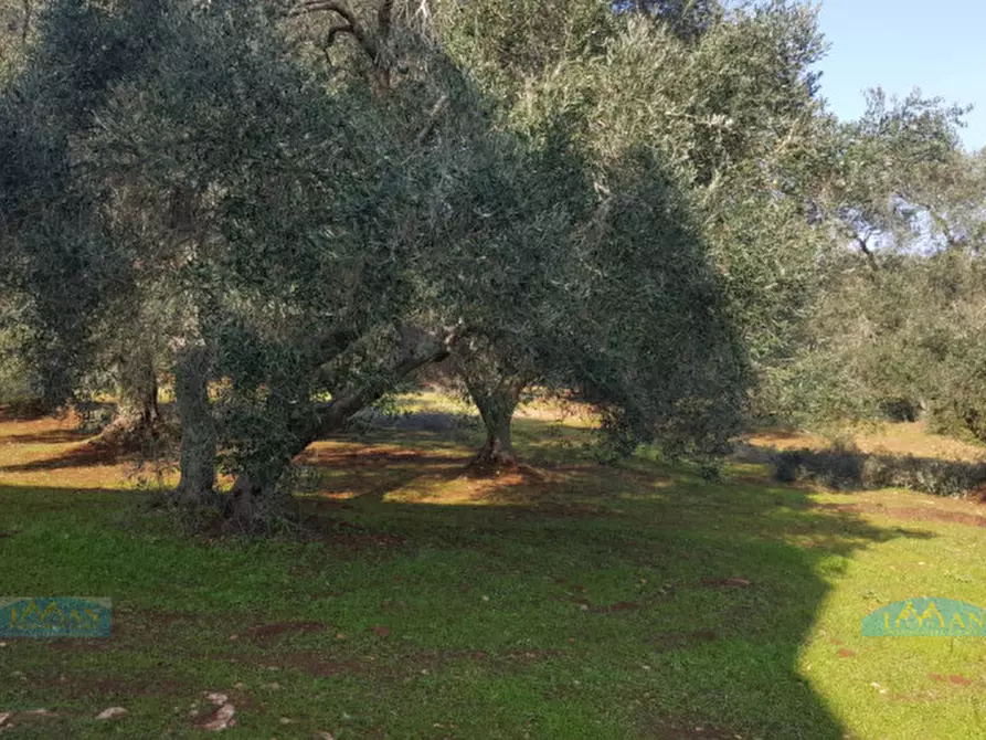 Immagine 48 di Rustico / casale in vendita  in Contrada Circiello a Ceglie Messapico