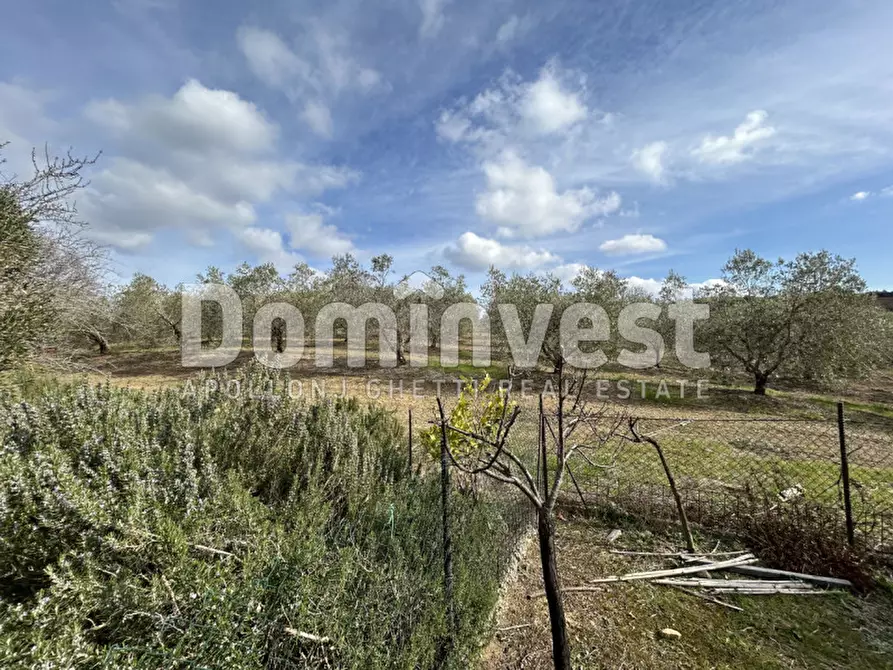 Immagine 22 di Rustico / casale in vendita  in strada villa pinciana a Capalbio
