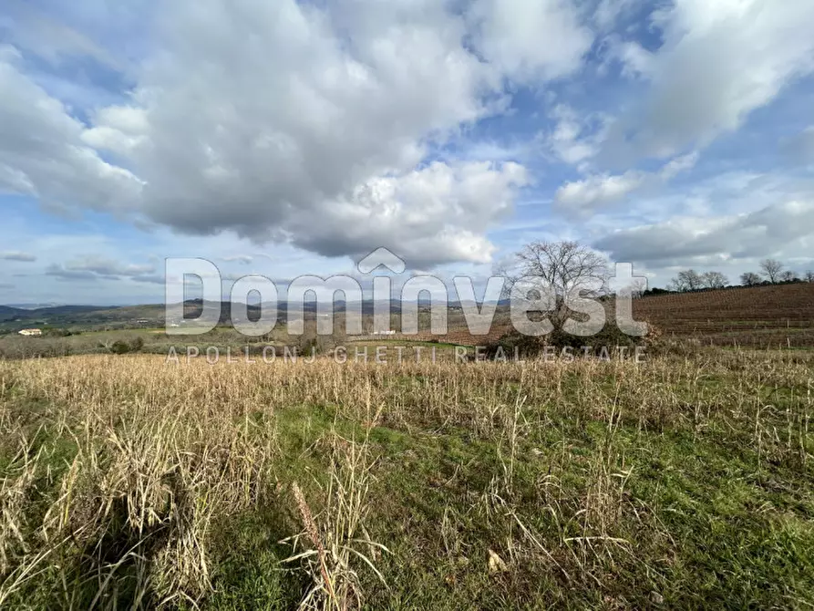 Immagine 9 di Rustico / casale in vendita  in Strada della Sgrilla a Capalbio