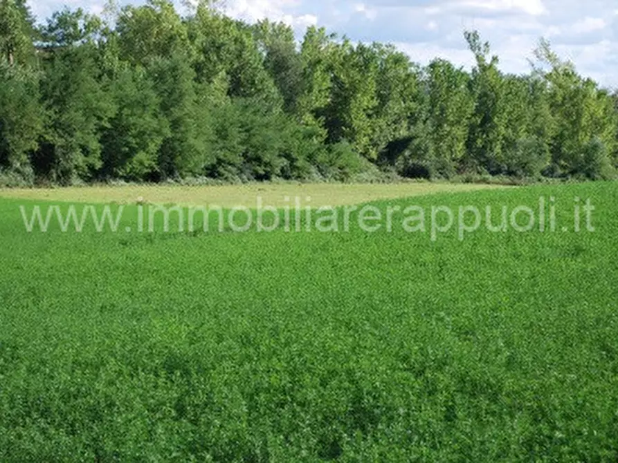 Immagine 5 di Rustico / casale in vendita  a Montalcino