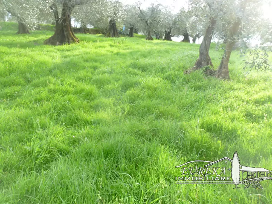 Immagine 2 di Terreno in vendita  in vaiano a Castiglione Del Lago