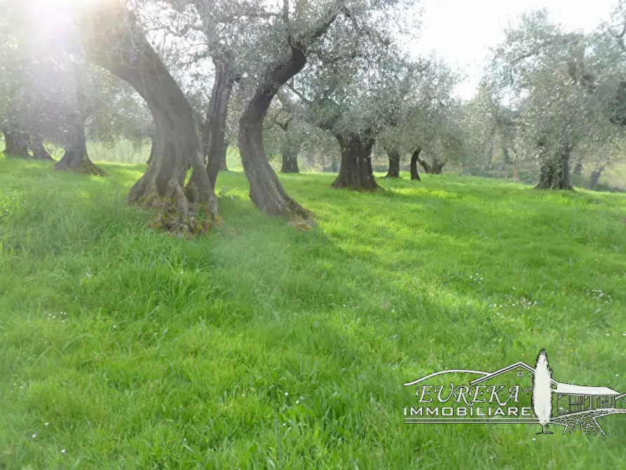 Immagine 3 di Terreno in vendita  in vaiano a Castiglione Del Lago