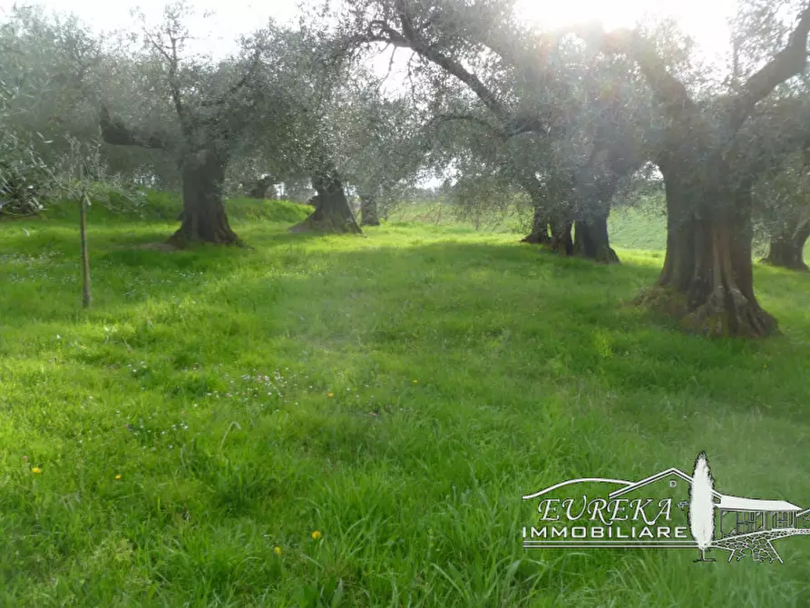 Immagine 4 di Terreno in vendita  in vaiano a Castiglione Del Lago