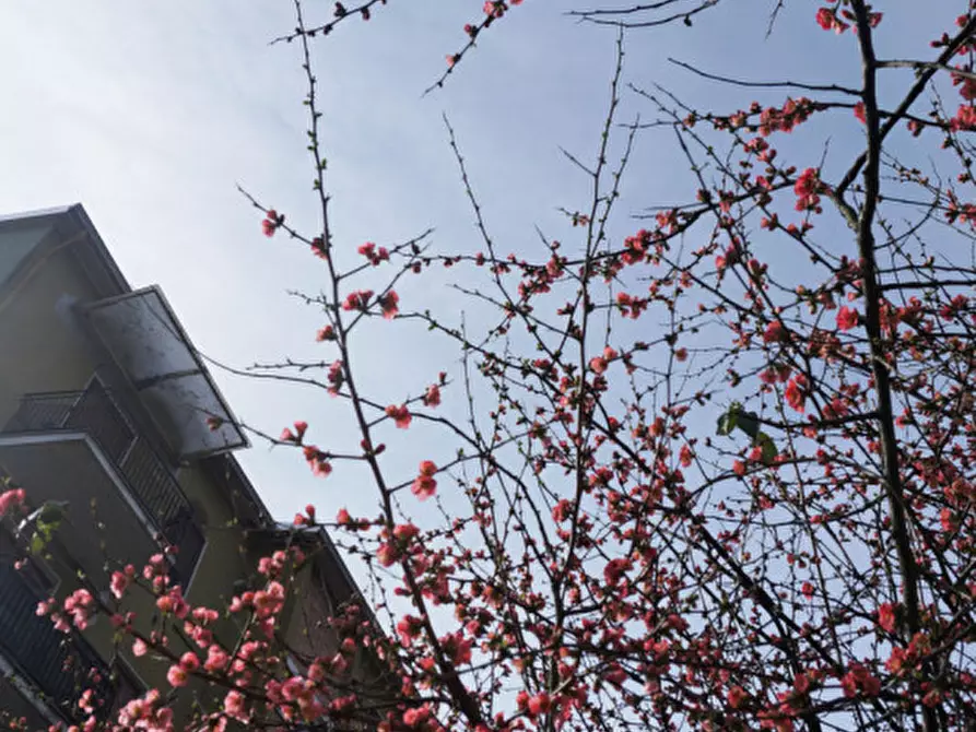 Immagine 18 di Appartamento in affitto  in Via Maria Luigia, 17 a Colorno