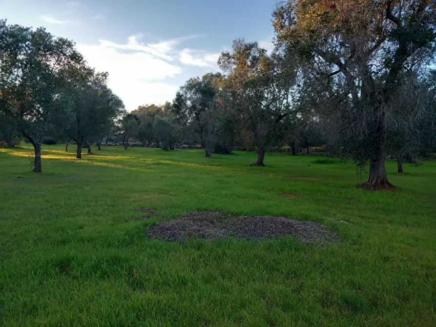 Immagine 16 di Rustico / casale in vendita  in C.da Sardella a San Michele Salentino