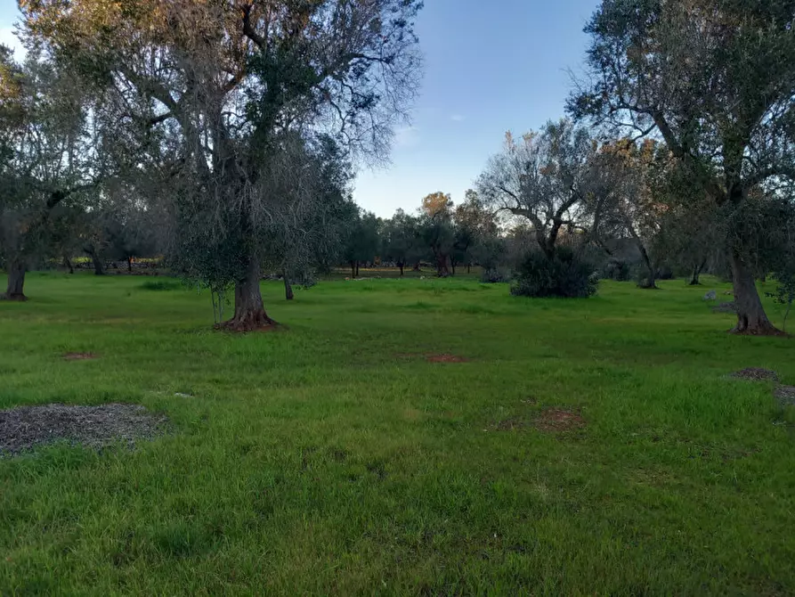 Immagine 17 di Rustico / casale in vendita  in C.da Sardella a San Michele Salentino