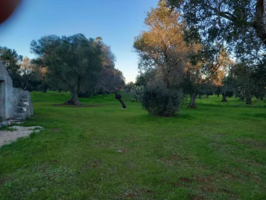 Immagine 19 di Rustico / casale in vendita  in C.da Sardella a San Michele Salentino