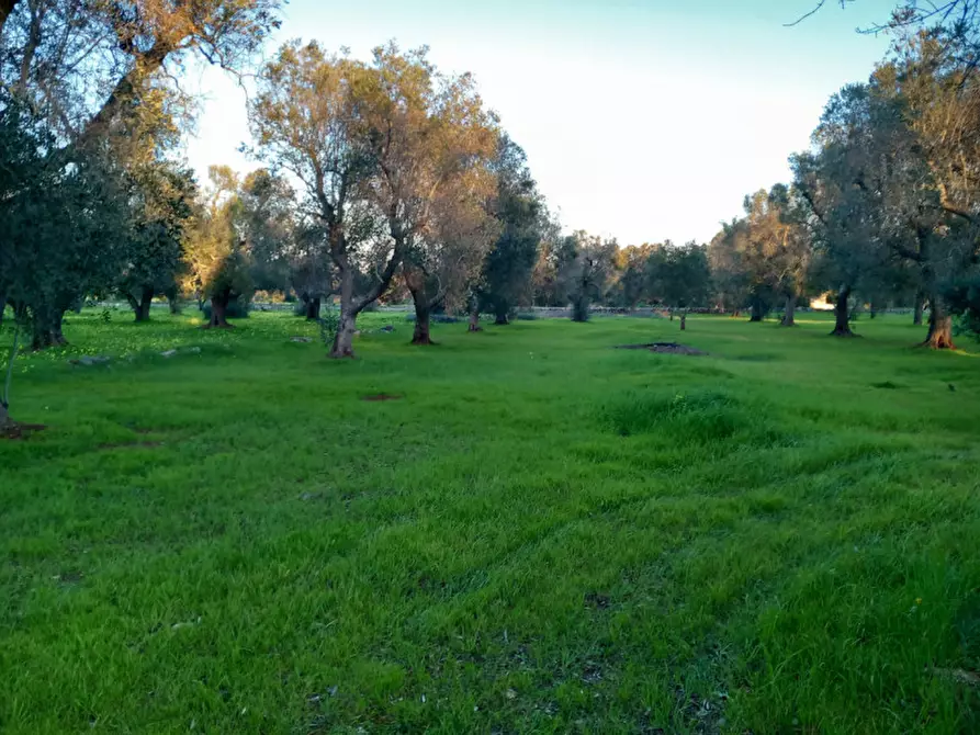 Immagine 20 di Rustico / casale in vendita  in C.da Sardella a San Michele Salentino