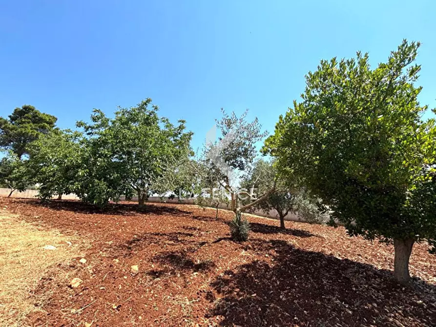 Immagine 30 di Villa in vendita  in STRADA PORCILE PALESI a Martina Franca