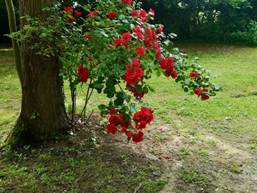 Immagine 29 di Villa in vendita  in pozzoveggiani a Padova