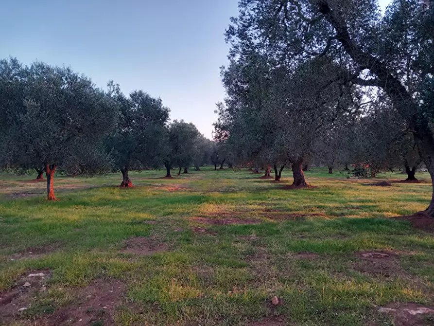 Immagine 20 di Rustico / casale in vendita  in C.da Archi Vecchi a San Michele Salentino